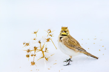 Winter and bird. White snow background. Bird: Horned Lark. Eremophila alpestris.