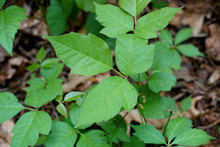Closeup Of Wild Poison Ivy Plant (devil's Mittens) In A Forest