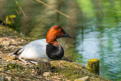Fotografía Canvasback duck male (Aythya valisineria) - sitting by the lake