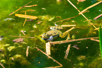 Canvas Print - Marsh frog (Pelophylax ridibundus) sitting in a pond croaking with inflated vocal sacs - closeup with selective focus