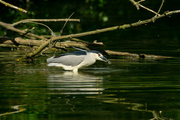 night heron fishes and eats a fish