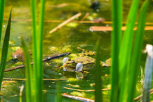 Marsh Frog (Pelophylax Ridibundus) Sitting In A Pond Croaking With Inflated Vocal Sacs