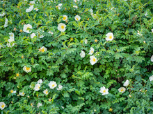 Blooming Dog Rose Wall Background
