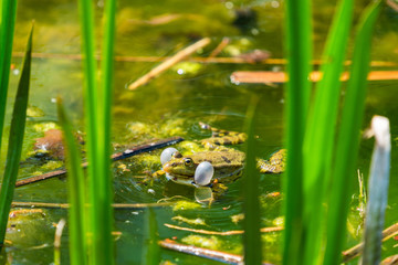 Canvas Print - Marsh frog (Pelophylax ridibundus) sitting in a pond croaking with inflated vocal sacs