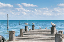 Seagulls Rest On Post In Pier With Sea Horizon And Clouds