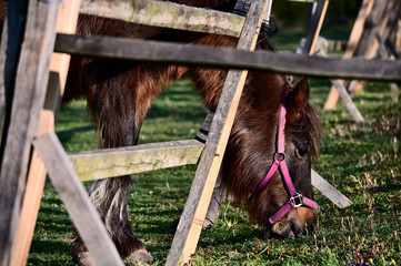 Wall Mural - The head of a brown horse grazing at the corral.