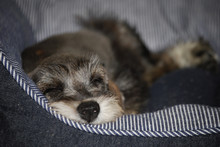 Schnauzer Puppy Sleeping In His Pet Bed