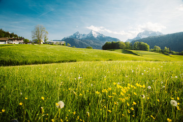 Wall Mural - idyllic landscape in the alps with blooming meadows in springtime