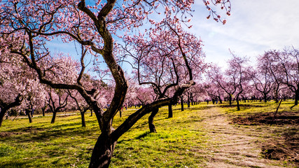 Wall Mural - Alleys of blooming almond trees with pink flowers in Madrid, Spain. Pink almond trees in bloom at Quinta de los Molinos city park downtown Madrid at Alcala street in early spring.