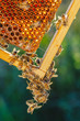 honey bees on honeycomb in apiary in late summertime 
