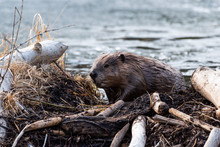 A Large Beaver Climbing Out Of Beaver Pond