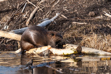 Beaver Lodge Free Stock Photo - Public Domain Pictures