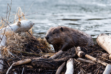 a large beaver climbing out of beaver pond