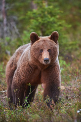 Wall Mural - brown bear (ursus arctos) photographed frontally.