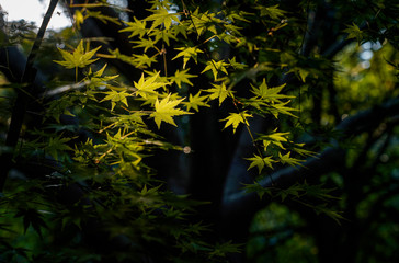 Wall Mural - The sunset light fell on the living maple trees