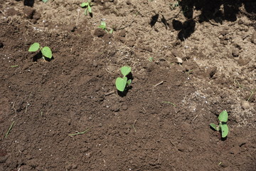 Canvas Print - Green soybeans cultivation / Germination and planting