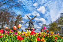 Dutch Windmill And Colorful Tulips In Spring Garden Of Flowers Keukenhof, Holland, Netherlands.
