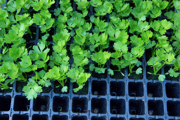 Wall Mural - fresh green parsley growing in a garden