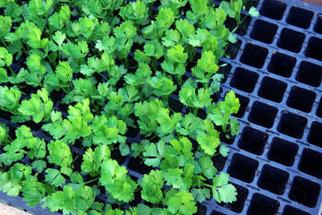 Wall Mural - parsley for growing. healthy parsley planted in a pots and ready for harvest, petroselinum crispum  as a spice for food 