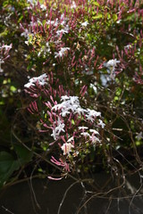 Wall Mural - Pink jasmine flowers (Jasminum polyanthum)