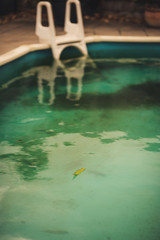 Neglected swimming pool with green algae