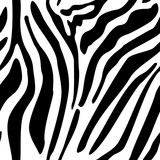 Fototapeta Konie - Zebra seamless pattern. Vector texture of wild animal skin. Black and white stripes.