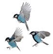 photo of three isolated blue tits in flight