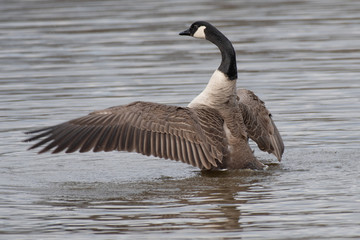 Aufkleber - A close image of a canada goose as it spreads its wings on the water