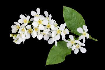 Wall Mural - white spring blossom flowers of forest wild plum tree isolated on black