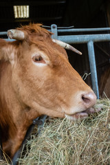 Wall Mural - Vache qui mange du foin