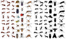 Vector, Isolated, Set Of Insects, Beetles, Ants