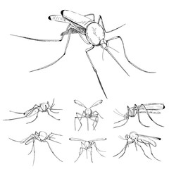 Wall Mural - vector, isolated, sketch mosquito, set