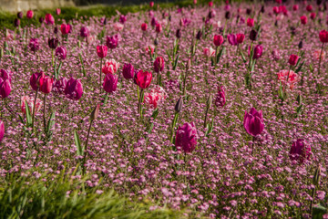  Kolorowe tulipany na łące
