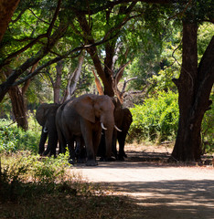 Wall Mural - African Elephants