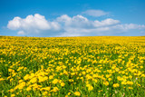 Fototapeta Dmuchawce - a beautiful yellow dandelion meadow