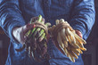 cropped of man holding bunches of green and white tied asparagus.