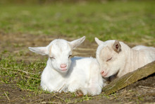 White Goat Kids Lying On Pasture And Sleep