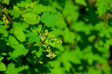 Aronia green berries on the tree bush