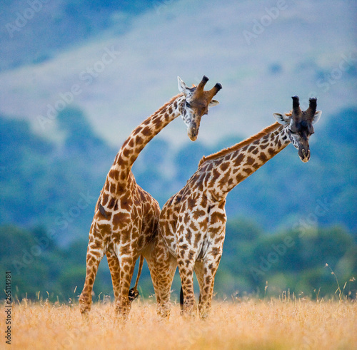 Cuadros en Lienzo Two male giraffes fighting each other in the savannah