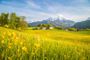 Wall Mural - idyllic landscape in the alps with blooming meadows in springtime