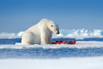animal behaviour in the arctic. white polar bear on drifting ice with snow feeding on killed seal, s