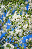 Fototapeta Na sufit - Flowers, cherry blossoms on the branches on a spring day. 