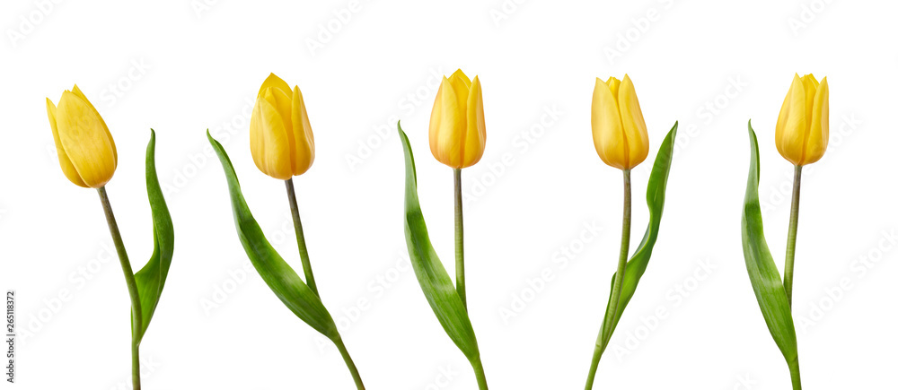 A collection of yellow tulip flowers isolated on a white background - obrazy, fototapety, plakaty 