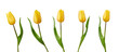 A collection of yellow tulip flowers isolated on a white background