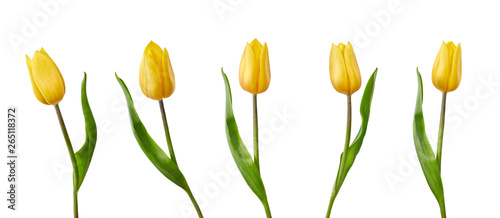 A collection of yellow tulip flowers isolated on a white background Canvas Print