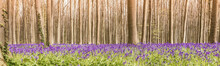 Panoramic View Of Wild Bluebells In The Woods. Spring Nature Banner.