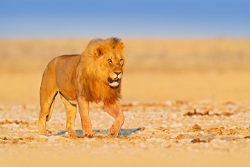 Wall Mural - Lion walk. Portrait of African lion, Panthera leo, detail of big animals, Etocha NP, Namibia, Africa. Cats in dry nature habitat, hot sunny day in desert. Wildlife scene from nature.