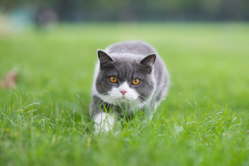 Wall Mural - Cute british shorthair playing on the grass