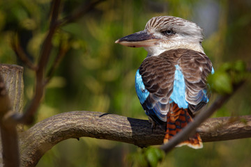 kingfisher blue-winged kookaburra, dacelo leachii, colorful kingfisher from australia. bird hidden i