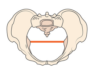 Gynecoid Pelvis Shape with Round / Circular shape